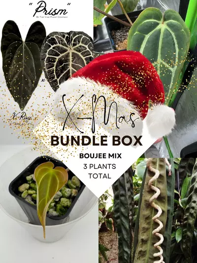 plant/$250 Value - 3 Boujee Anthurium Plant Bundle-0-thumbnail