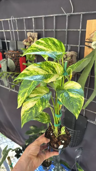 plant/Epipremnum pinnatum Yellow Flame 4” pot-0-thumbnail