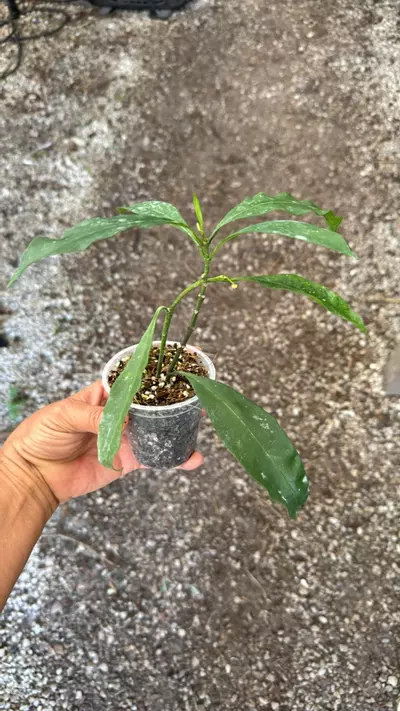 plant/Hoya occultata-0-thumbnail