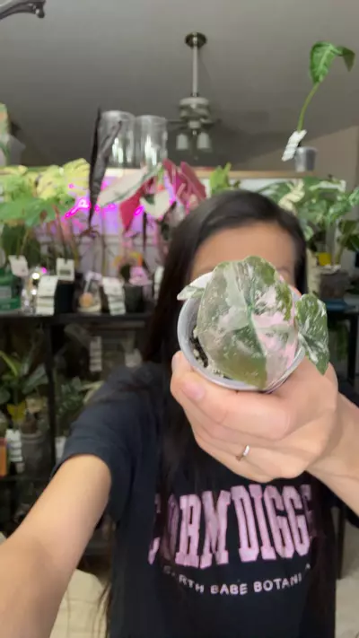 plant/#0050 cuprea pup-0-thumbnail