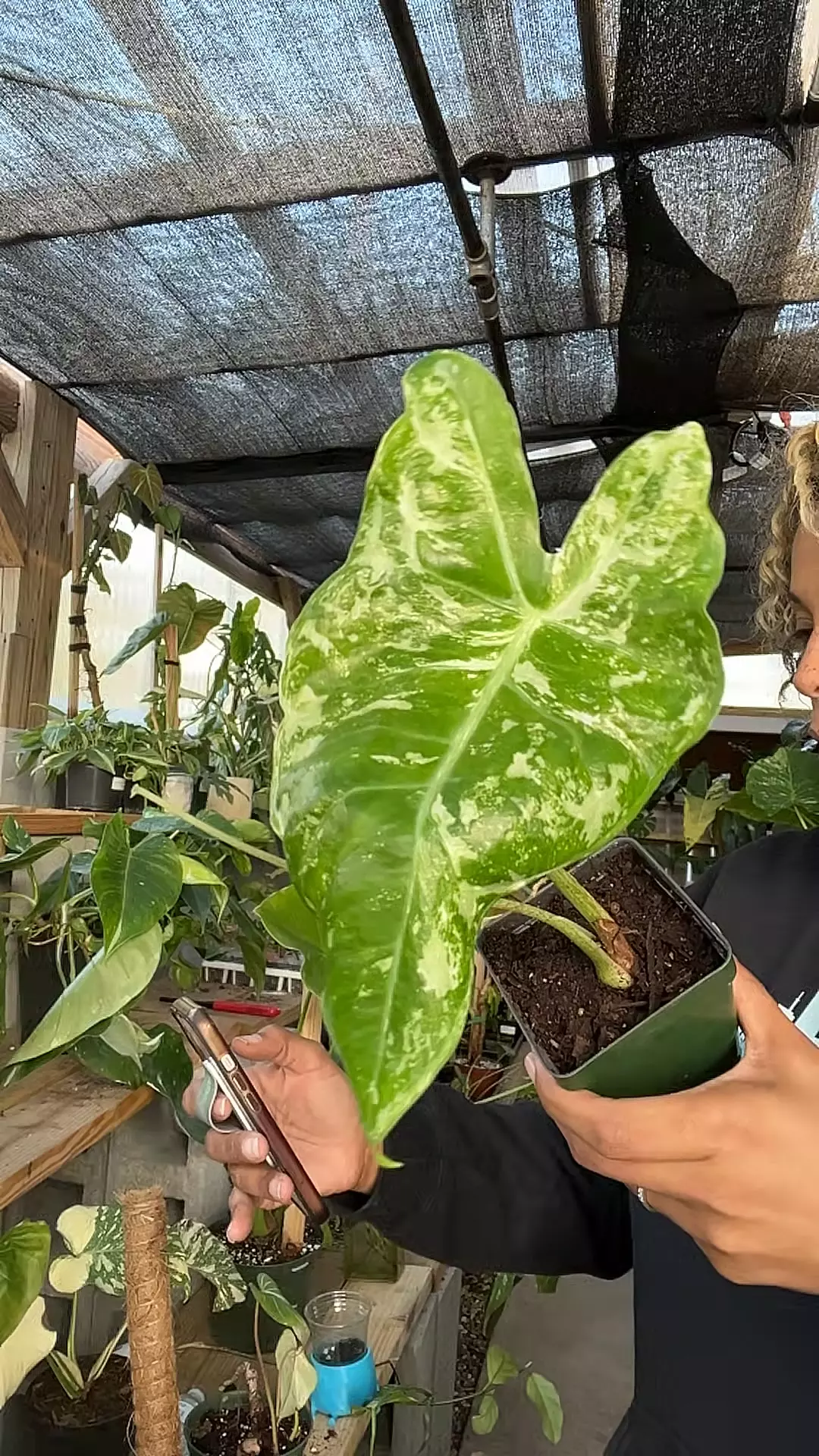 plant/alocasia longiloba albo-0