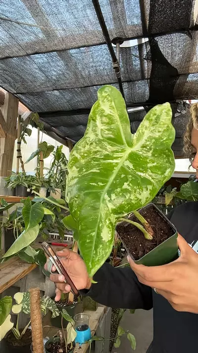 plant/alocasia longiloba albo-0-thumbnail