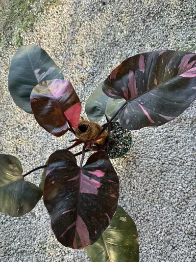 plant/Philodendron Pink Princes Marble king 6” pot Big-0-thumbnail
