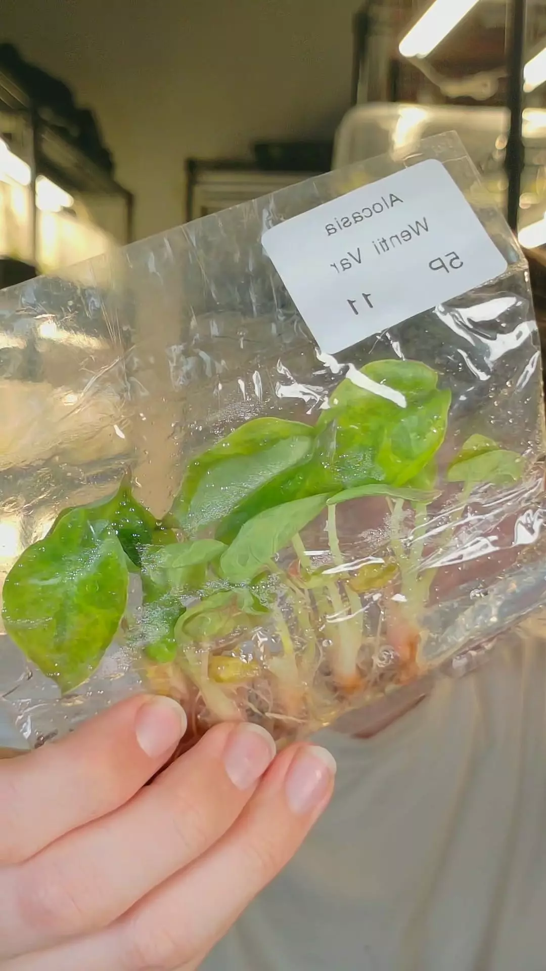 plant/wentii aurea sunset 5 pack growers choice tc-0