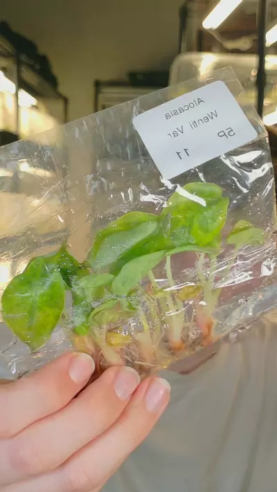 plant/wentii aurea sunset 5 pack growers choice tc-0-thumbnail