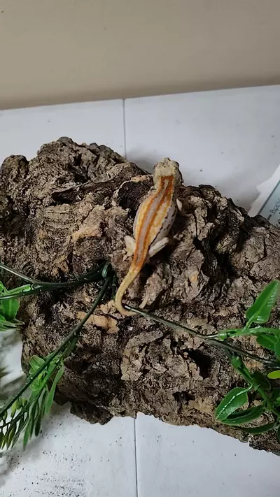 plant/Clementine & Sunkist npv 09/18/25a-0-thumbnail