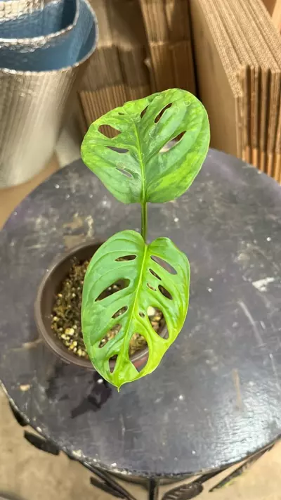 plant/adansonii aurea 208-0-thumbnail