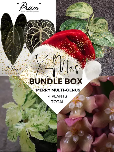 plant/$300 Value- 5 Plants- 4 Different Genus Mix Bundle-0-thumbnail