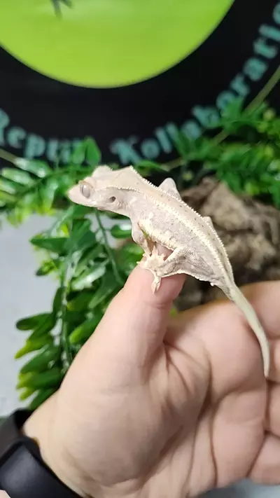 plant/Stanley & Ruth 08/07/24-0-thumbnail