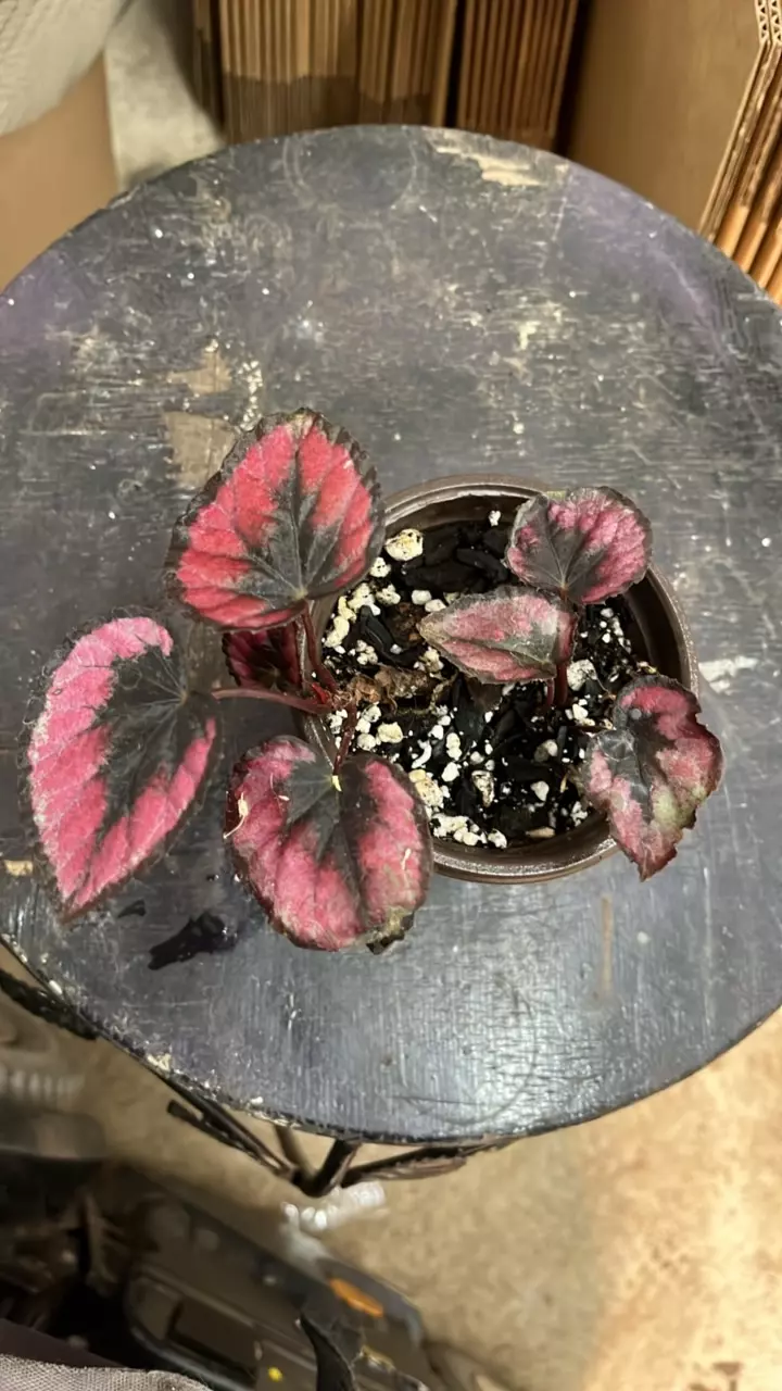plant/Begonia  Rex-0