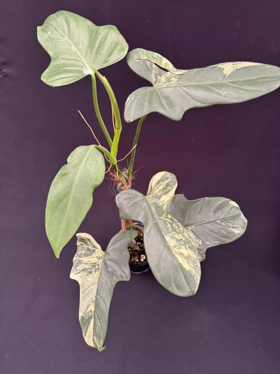 plant/Philodendron bippenifolium Variegated 4” pot w/ moss pole-0