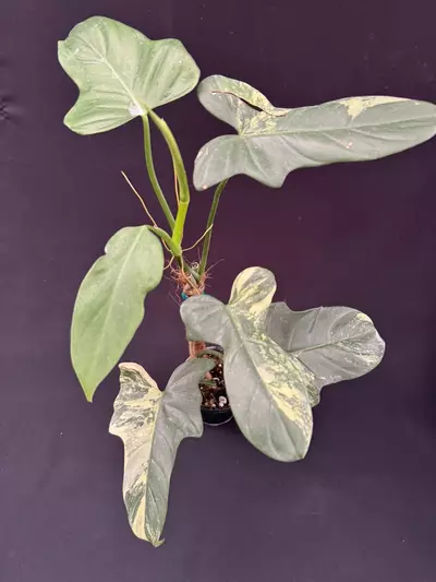 plant/Philodendron bippenifolium Variegated 4” pot w/ moss pole-0-thumbnail