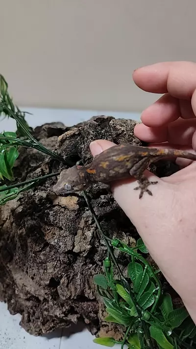 plant/Bordeaux & Sage 08/27/25-0-thumbnail