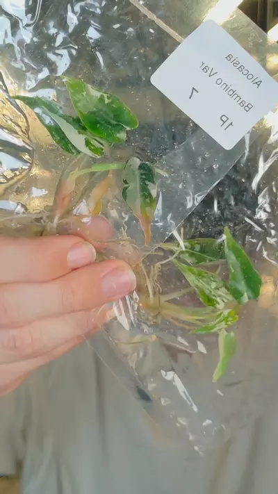 plant/bambino pink growers choice tc-0-thumbnail