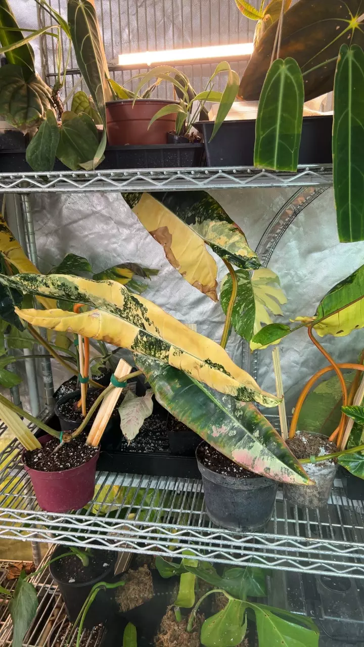 plant/Variegated billie cutting-0