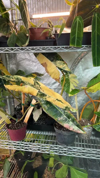 plant/Variegated billie cutting-0-thumbnail