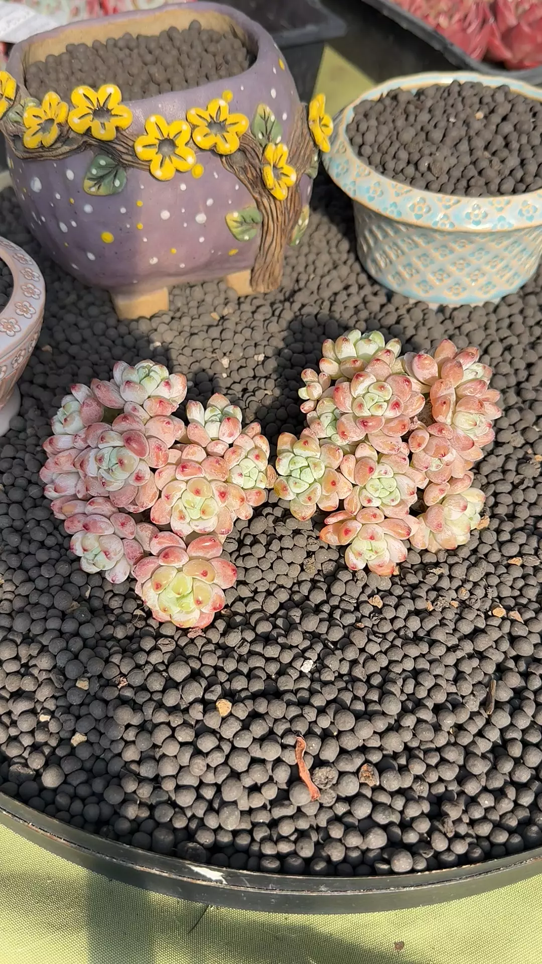 plant/GC-S. Clavatum cluster-0