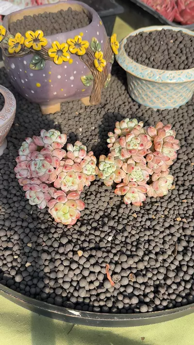 plant/GC-S. Clavatum cluster-0-thumbnail