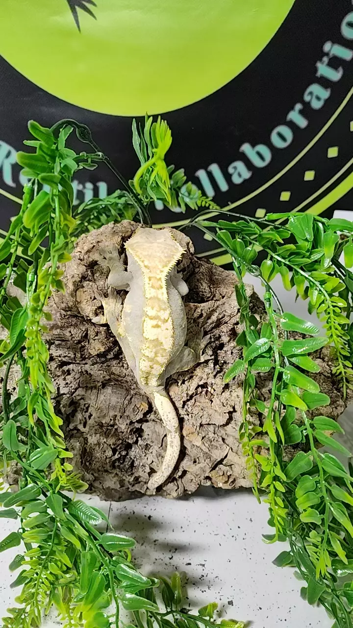 plant/lavender harlequin F - pet only-0