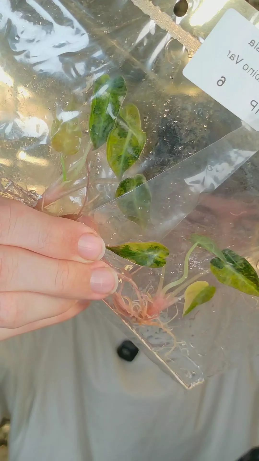 plant/bambino aurea growers choice tc-0