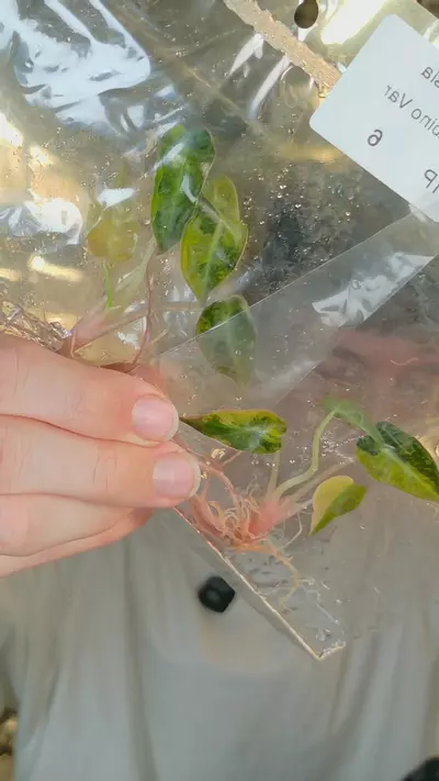 plant/bambino aurea growers choice tc-0-thumbnail