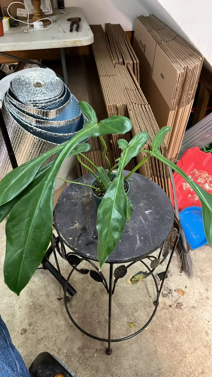 plant/joepii Philo 143-0