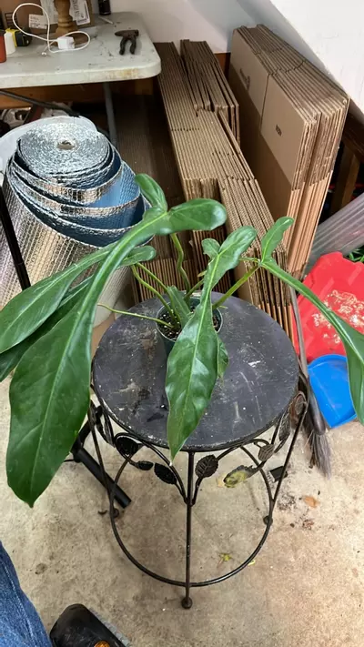 plant/joepii Philo 143-0-thumbnail