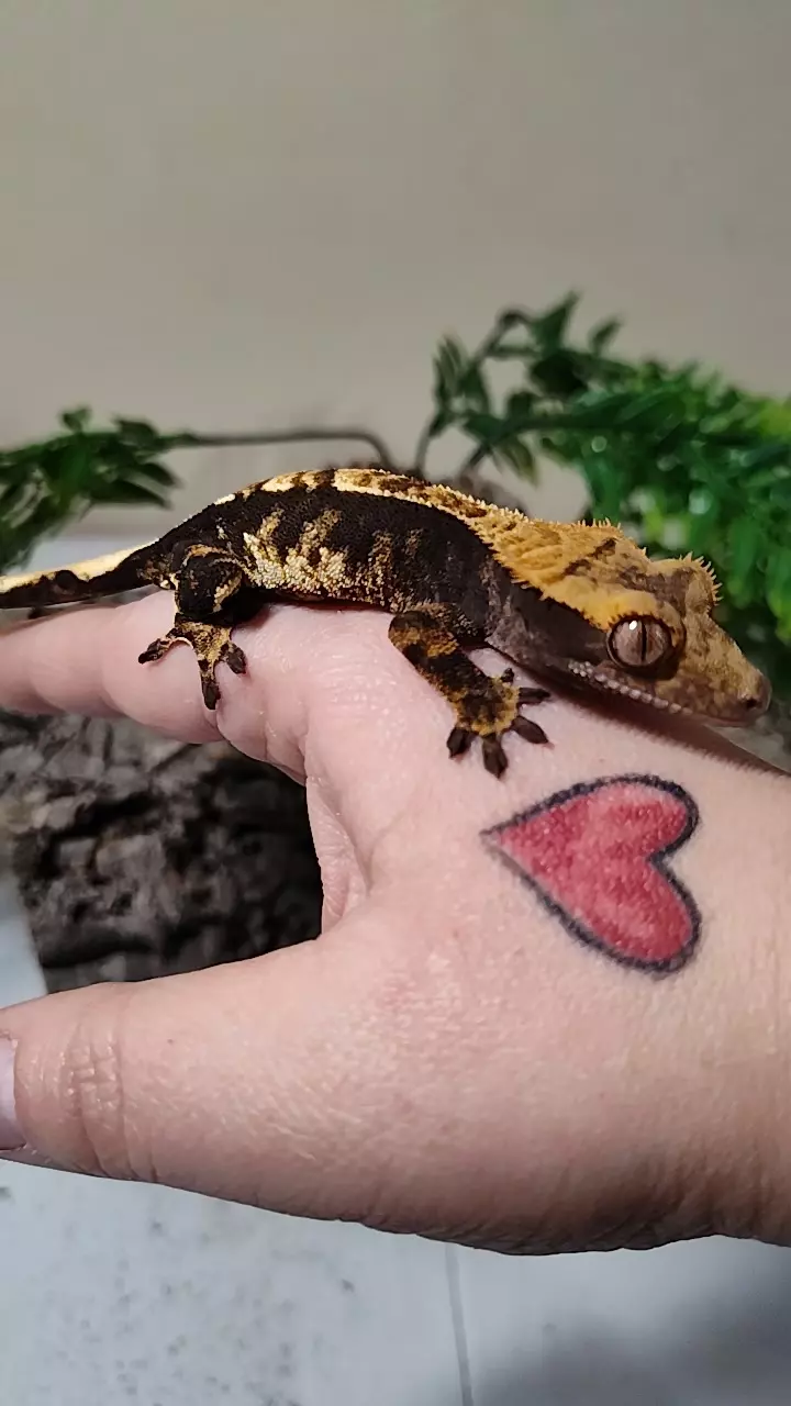 plant/Myers & Krueger 07/20/24-0