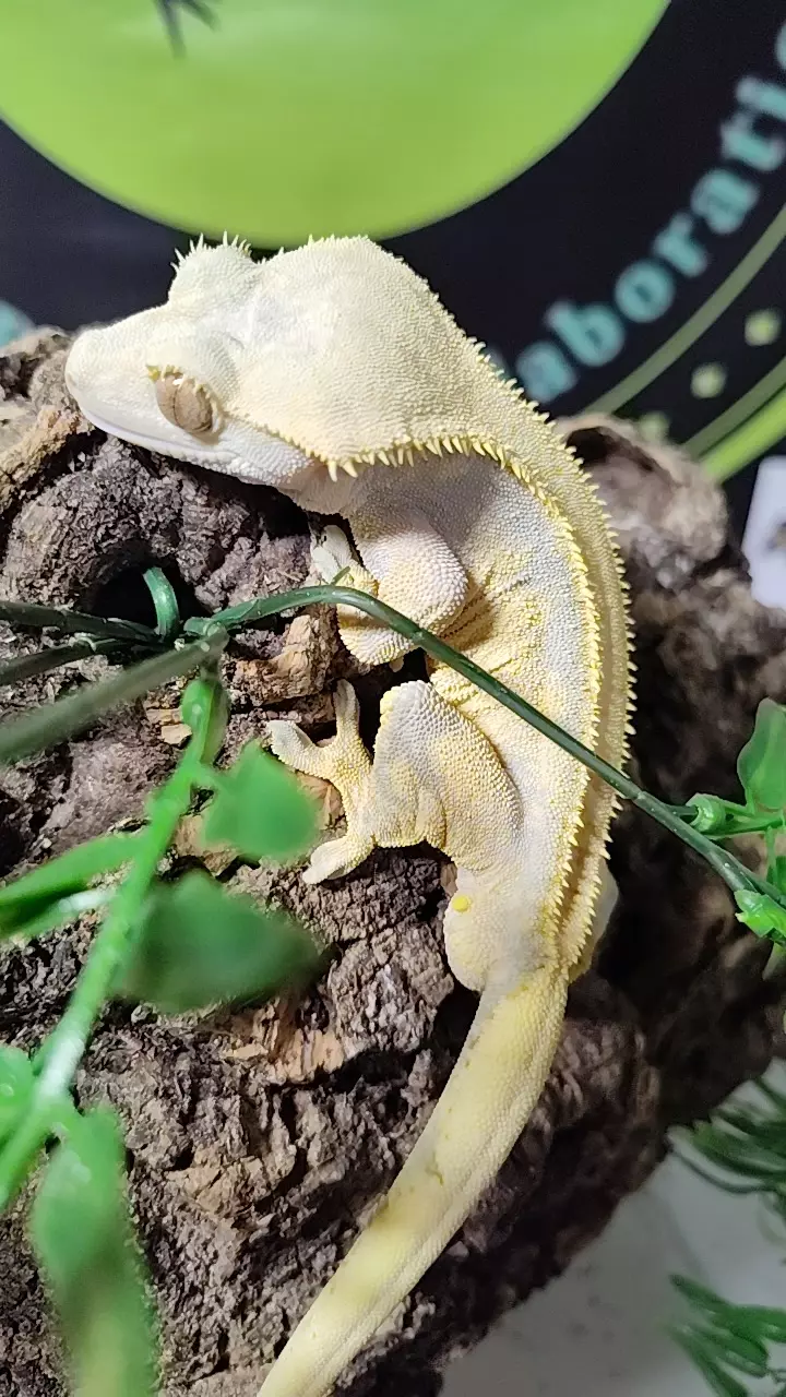 plant/Gengar -blue lav-0