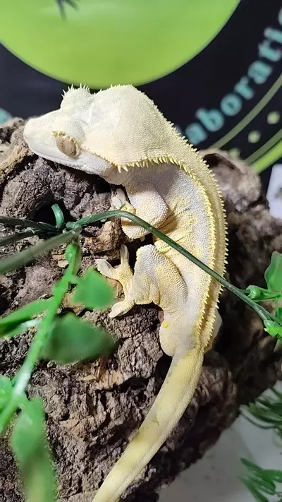 plant/Gengar -blue lav-0-thumbnail