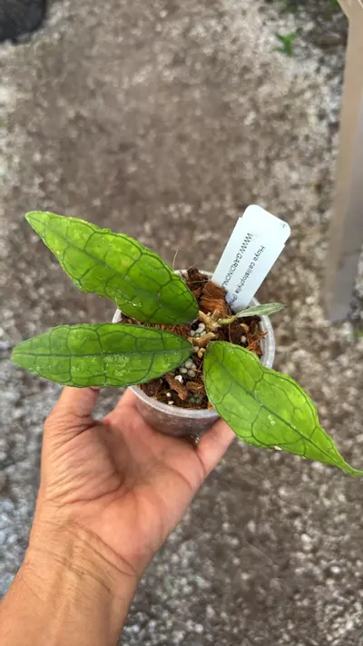 plant/Hoya callistophylla-Philippines 3.5” pot-0-thumbnail