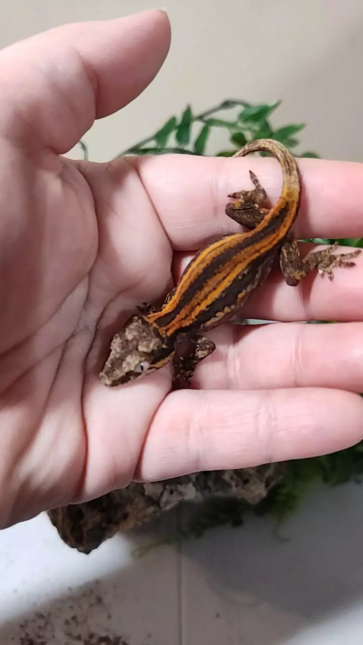 plant/Clementine & Sunkist npv 09/18/25b-0