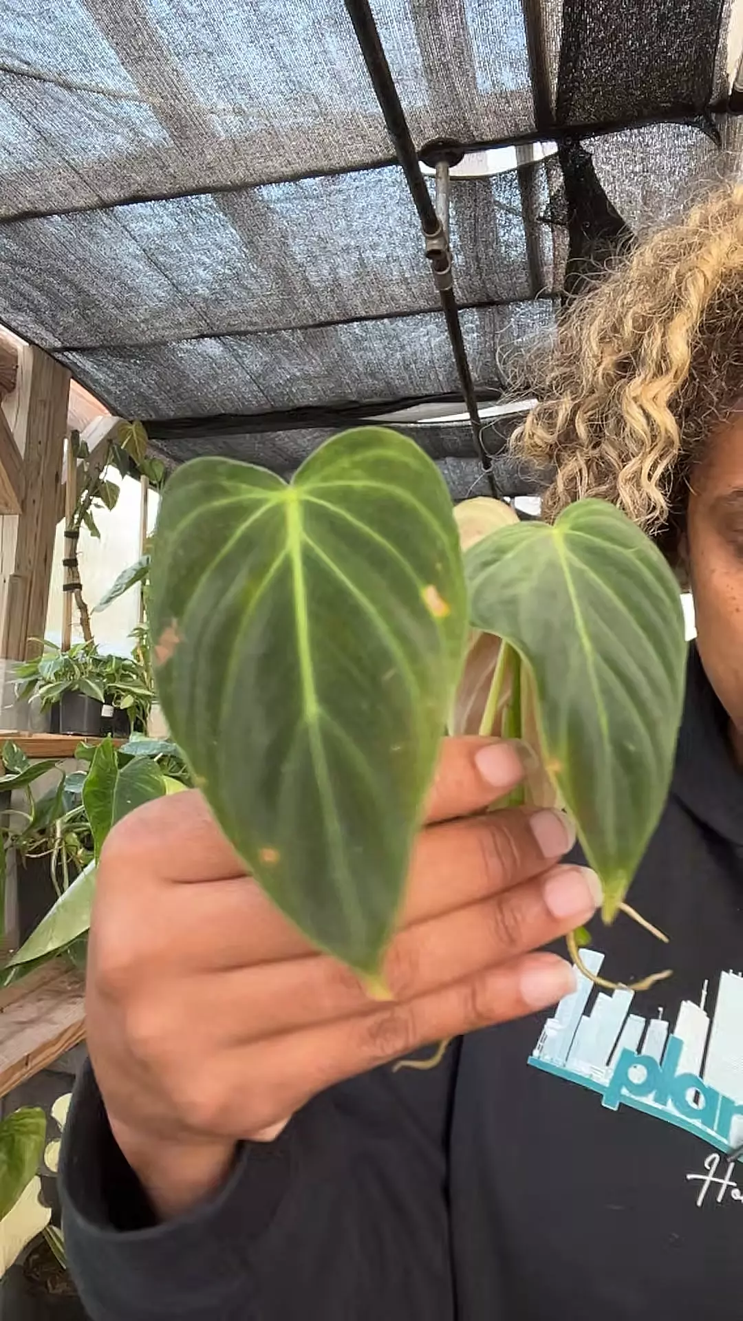 plant/philodendron splendid-0