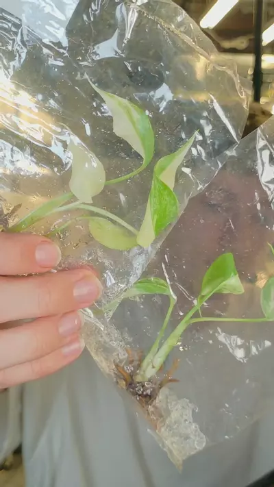 plant/monstera albo borsigiana tc growers choice-0-thumbnail