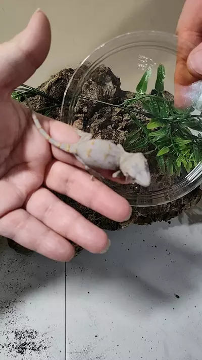 plant/Meadow & Achtung npv 08/19/25-0-thumbnail