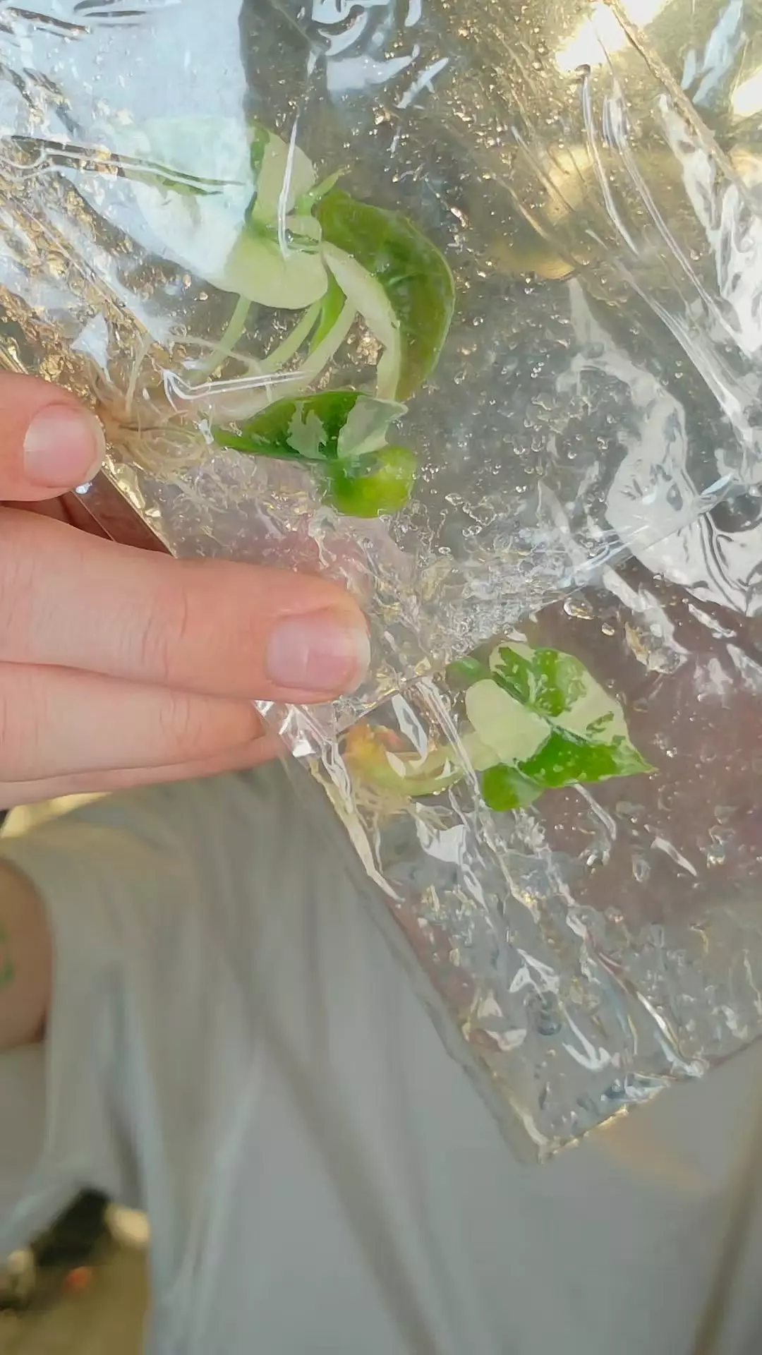 plant/alocasia Polly pink growers choice-0