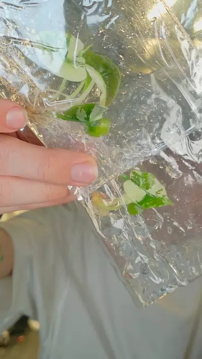 plant/alocasia Polly pink growers choice-0-thumbnail