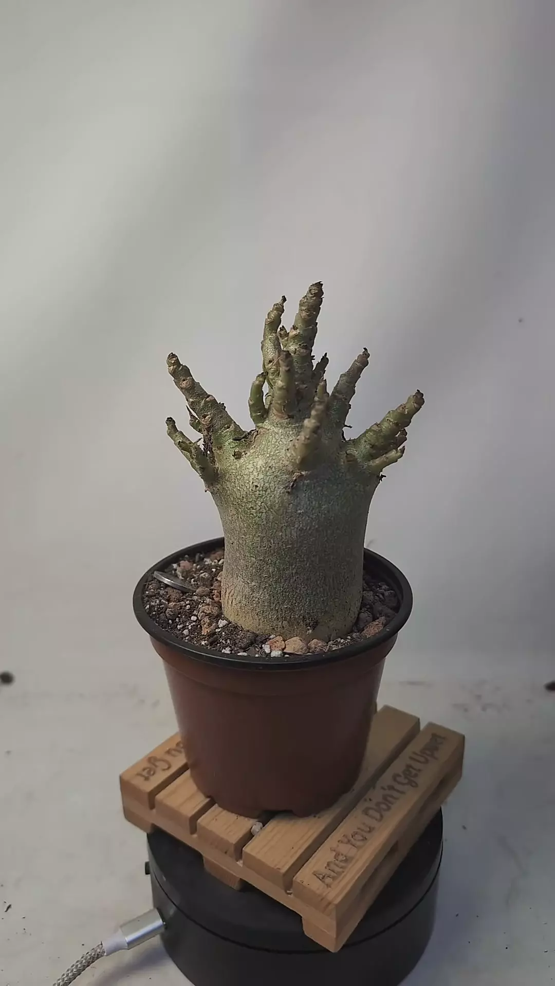 plant/g65 Adenium arabicum 4" pot-0