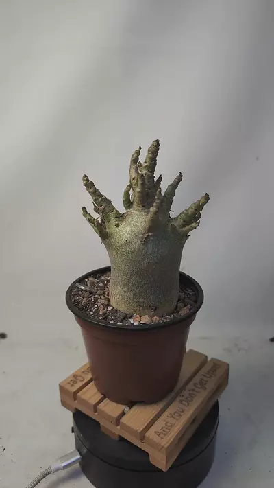 plant/g65 Adenium arabicum 4" pot-0-thumbnail