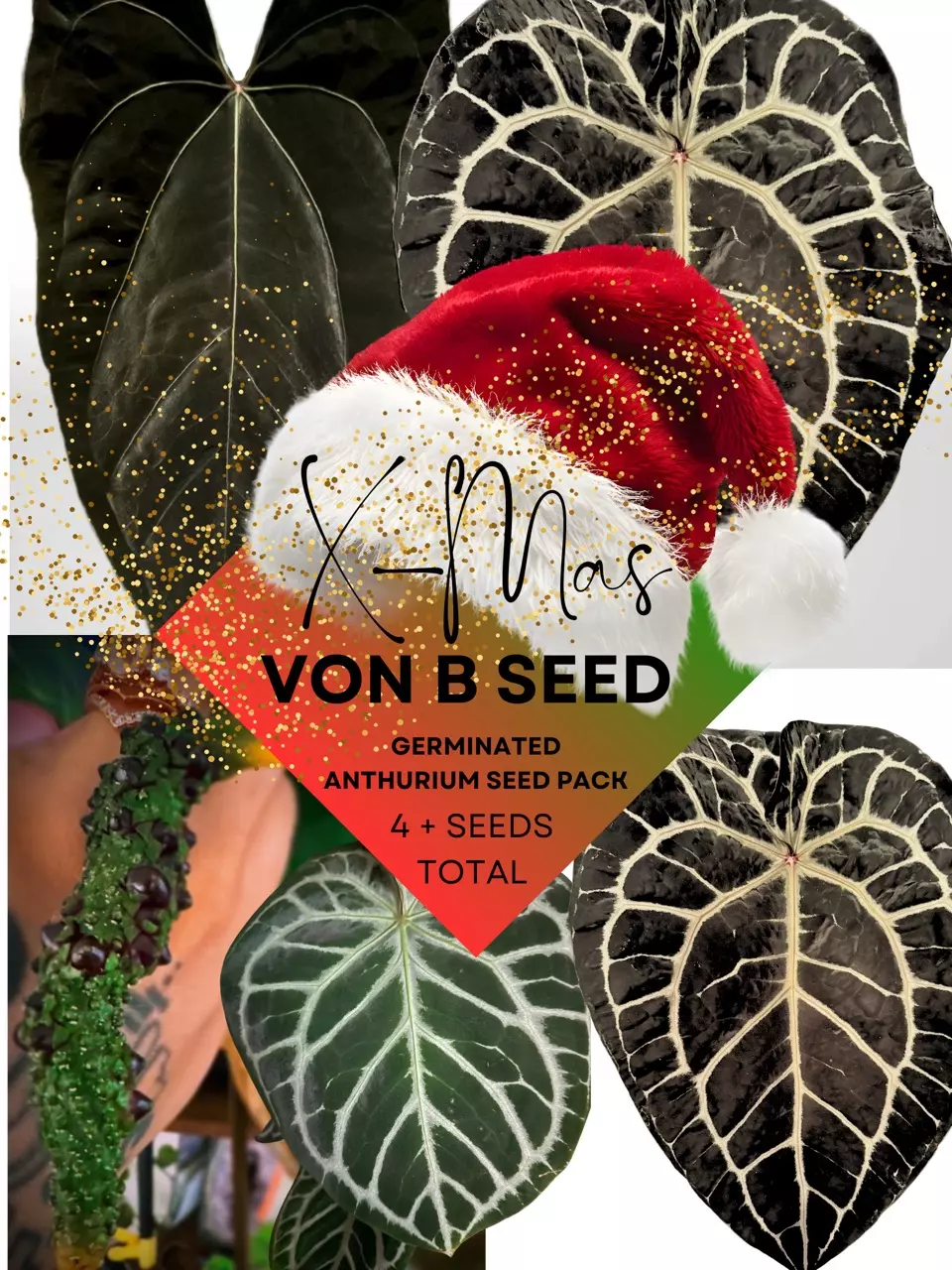 plant/Von B Velvet Seed Bundle-0