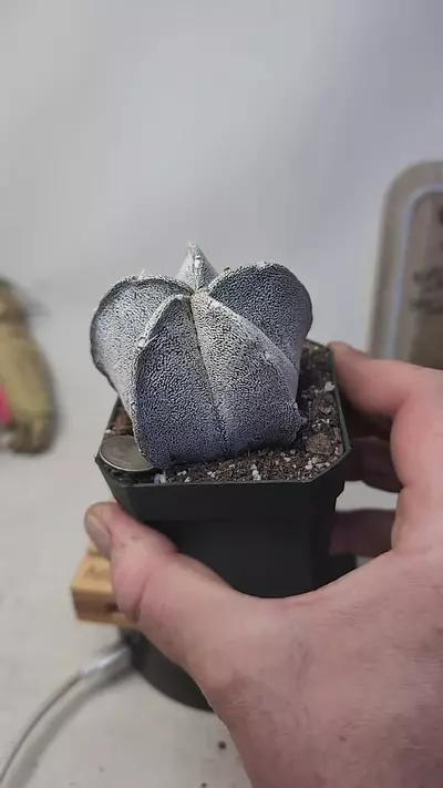 plant/g115 astrophytum coahuilense 2.75" pot-0-thumbnail