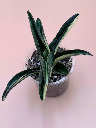 plant/Sansevieria Marshanda White Variegated-1-thumbnail