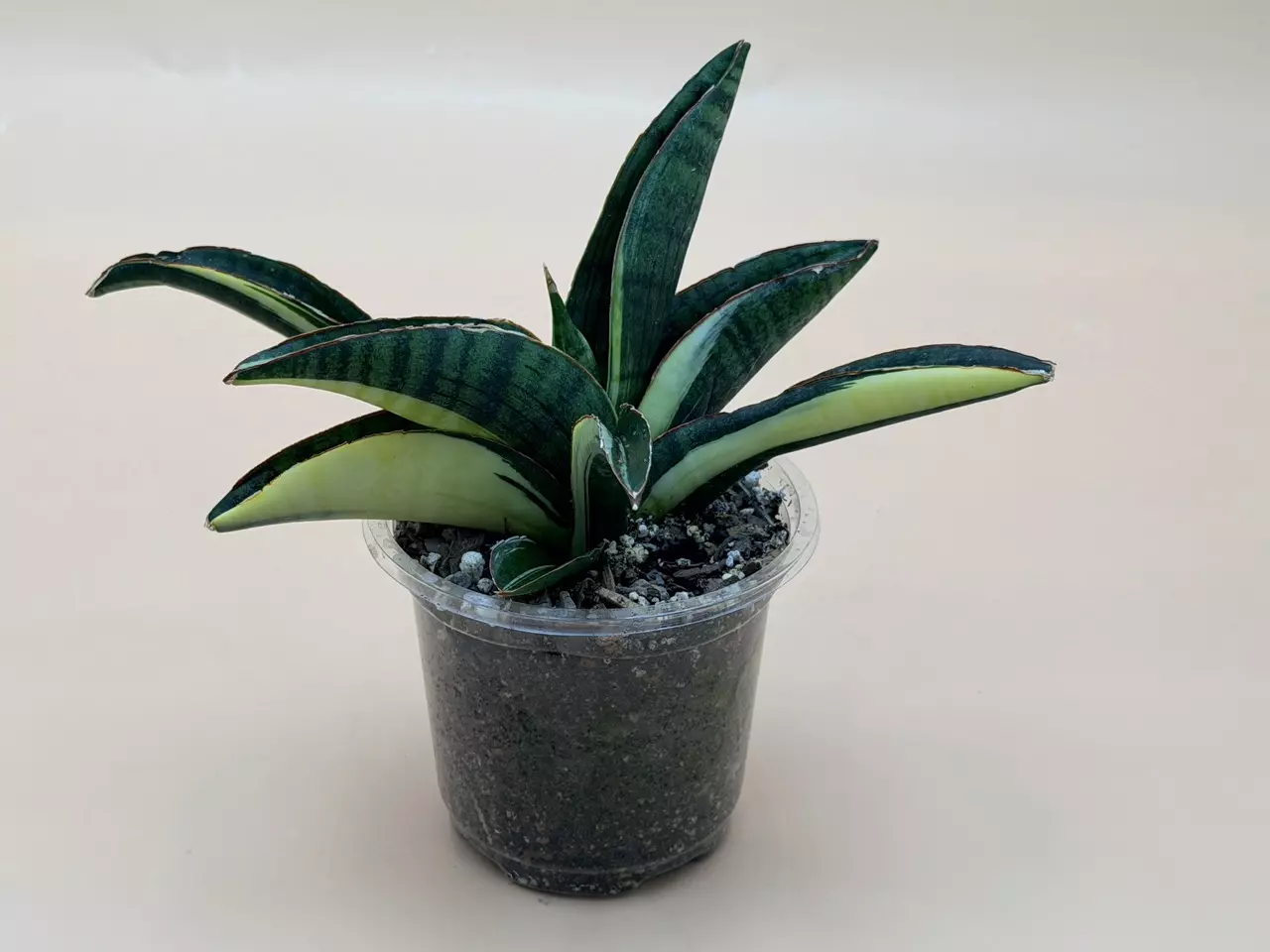plant/Sansevieria Marshanda White Variegated-0