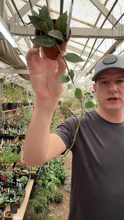 plant/H100 krohniana-0-thumbnail