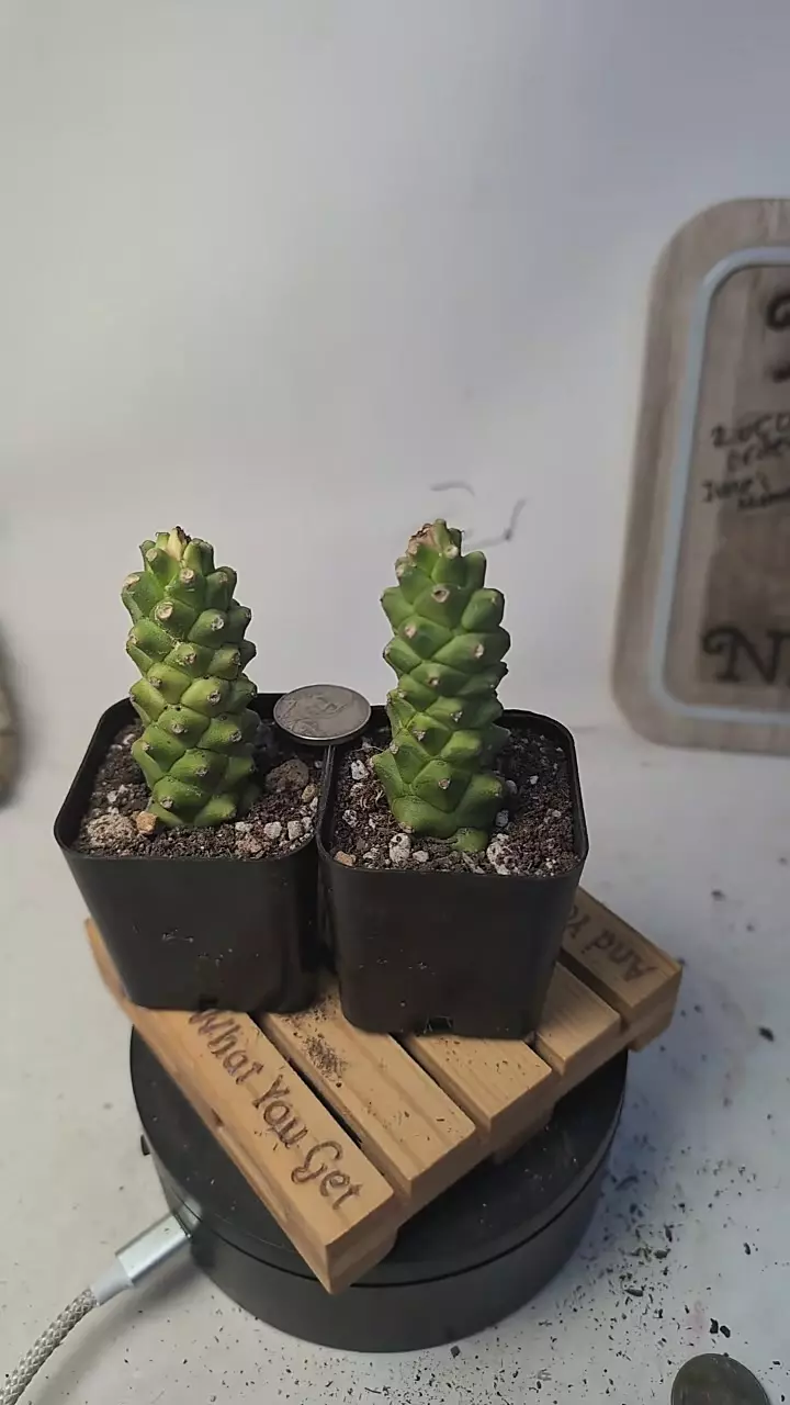 plant/g139 monadenium ritchiei, 2" pots gc-0