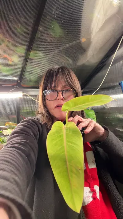 plant/philo caulkins-0-thumbnail