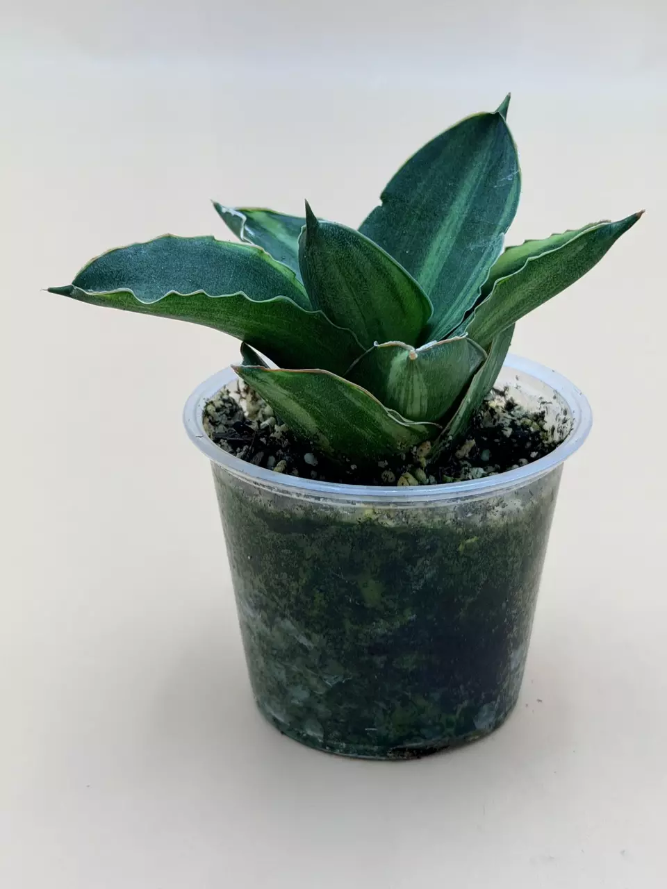 plant/Sansevieria Andaman Variegated-2