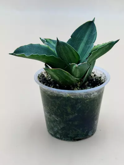 plant/Sansevieria Andaman Variegated-2-thumbnail
