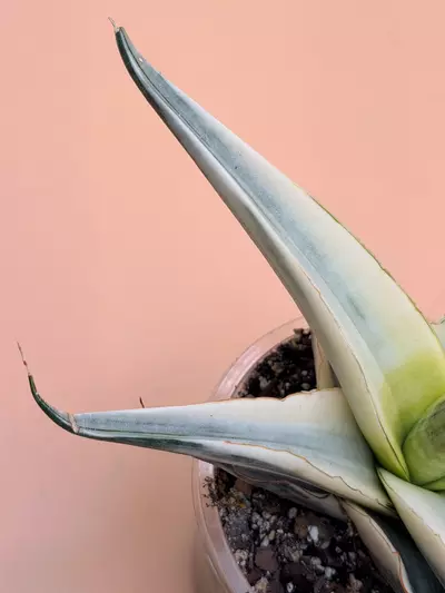 plant/Sansevieria Snow White-3-thumbnail
