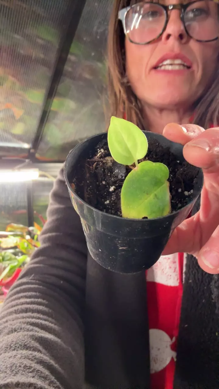 plant/surprise me anthurium-0